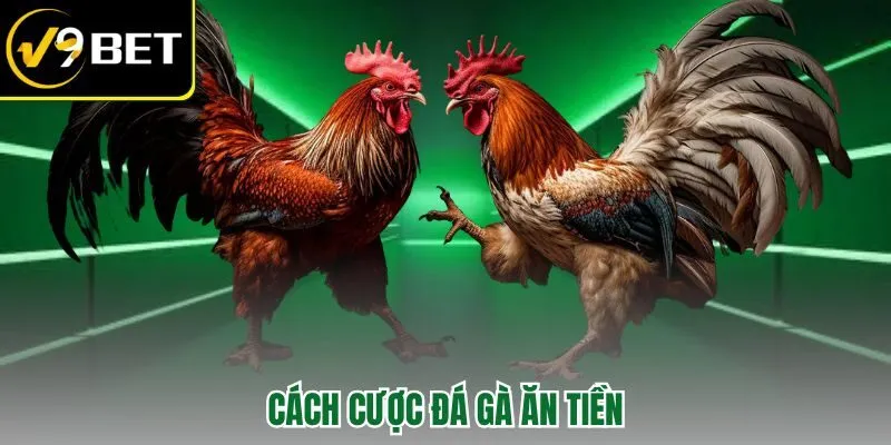 cách cược đá gà ăn tiền