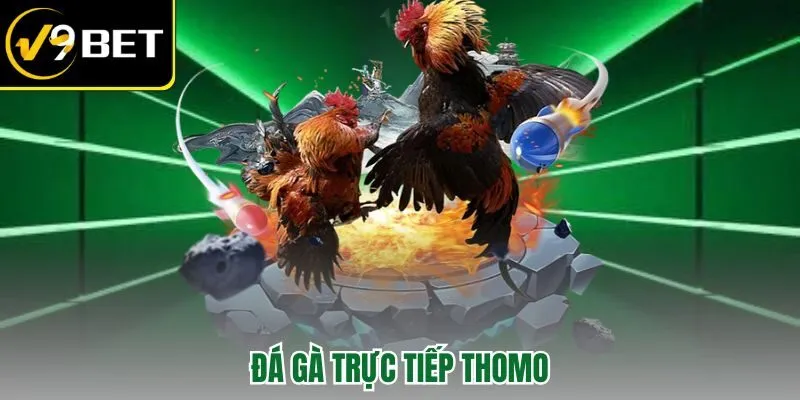 Đá gà trực tiếp thômo