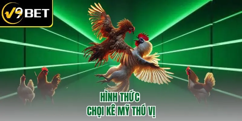 Hình thức chọi kê Mỹ thú vị